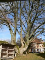 En Auvergne, y a le chêne et y a le tilleul